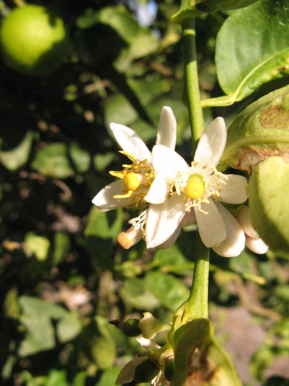            Flower (Key, Winter Haven, FL)   